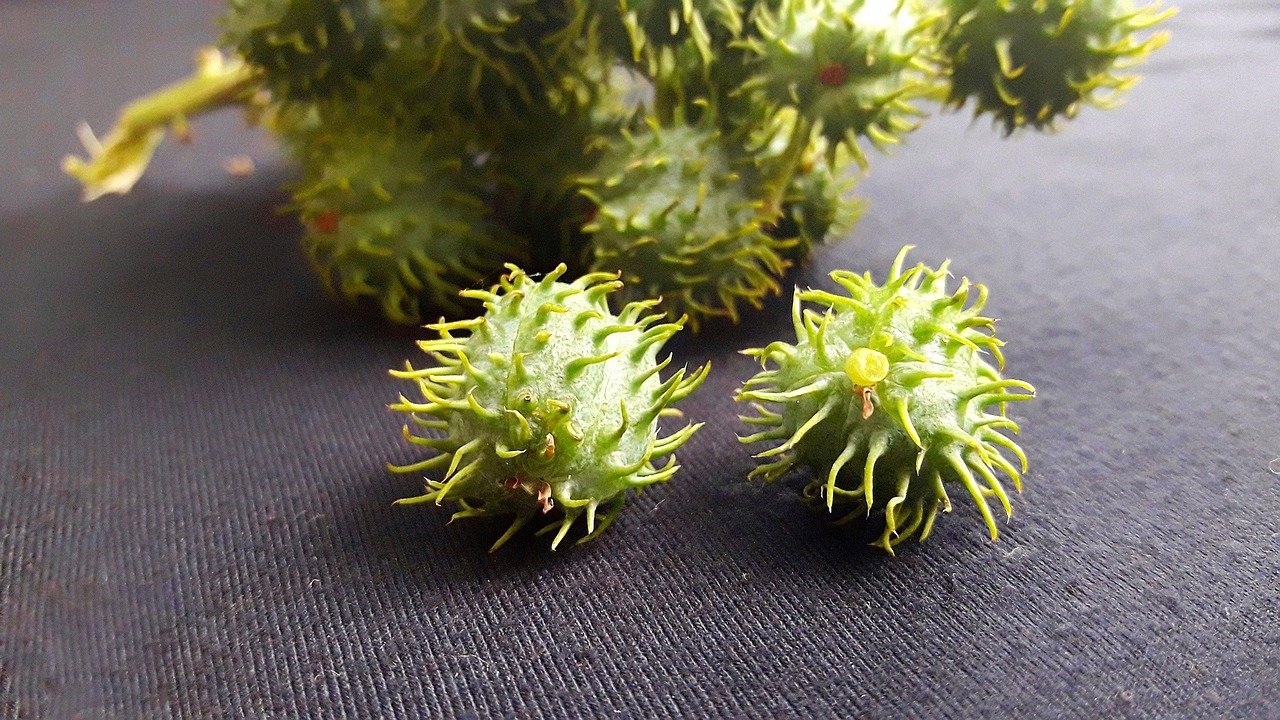 castor, seed, seeds, flower, toxic, plant, nature, damn it, flora, thorny, petroleum, flower background, euphorbiaceae, beaver, tree, garden, car wallpapers, flower wallpaper, edinaldo this, green, black background, black, color, oil, beautiful flowers, car, diversity, vehicle, fuel